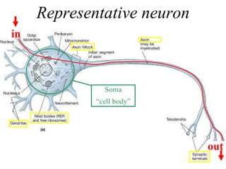 Representative neuron in out Soma “ cell body” 