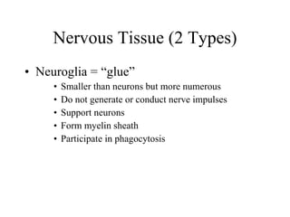 Nervous Tissue (2 Types) Neuroglia = “glue”  Smaller than neurons but more numerous Do not generate or conduct nerve impulses Support neurons  Form myelin sheath Participate in phagocytosis 