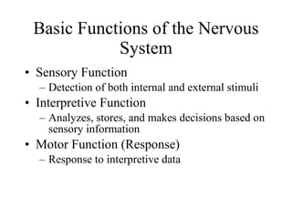 Basic Functions of the Nervous System Sensory Function Detection of both internal and external stimuli Interpretive Function Analyzes, stores, and makes decisions based on sensory information Motor Function (Response) Response to interpretive data 