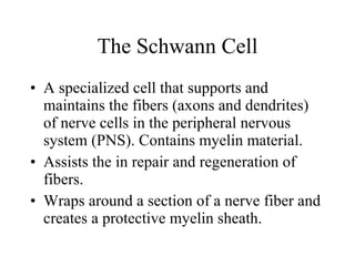 The Schwann Cell A specialized cell that supports and maintains the fibers (axons and dendrites) of nerve cells in the peripheral nervous system (PNS). Contains myelin material. Assists the in repair and regeneration of fibers. Wraps around a section of a nerve fiber and creates a protective myelin sheath. 