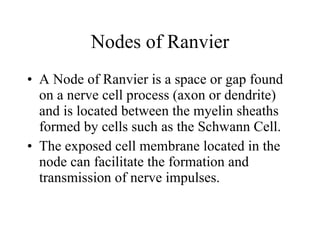 Nodes of Ranvier A Node of Ranvier is a space or gap found on a nerve cell process (axon or dendrite) and is located between the myelin sheaths formed by cells such as the Schwann Cell. The exposed cell membrane located in the node can facilitate the formation and transmission of nerve impulses. 