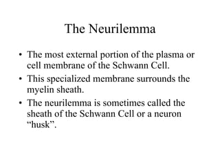 The Neurilemma The most external portion of the plasma or cell membrane of the Schwann Cell. This specialized membrane surrounds the myelin sheath. The neurilemma is sometimes called the sheath of the Schwann Cell or a neuron “husk”. 