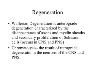 Regeneration Wallerian Degeneration is anterograde degeneration characterized by the disappearance of axons and myelin sheaths and secondary proliferation of Schwann cells (occurs in CNS and PNS) Chromatolysis- the result of retrograde degeneratin in the neurons of the CNS and PNS.  