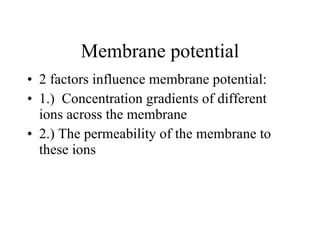 Membrane potential 2 factors influence membrane potential: 1.)  Concentration gradients of different ions across the membrane 2.) The permeability of the membrane to these ions 