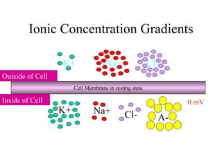 Ionic Concentration Gradients Cell Membrane in resting state K+ Na+ Cl- K+ A- Outside of Cell Inside of Cell Na + Cl- 0 mV 