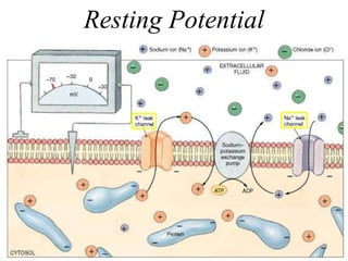 Resting Potential 