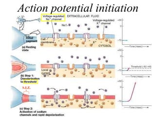 Action potential initiation S.I.Z. 