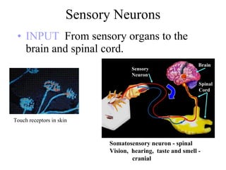 Sensory Neurons INPUT  From   sensory organs to the brain and spinal cord. Somatosensory neuron - spinal Vision,  hearing,  taste and smell - cranial Spinal Cord Brain Sensory Neuron Touch receptors in skin 