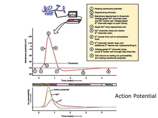 Action Potential 