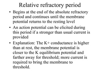 Relative refractory period Begins at the end of the absolute refractory period and continues until the membrane potential returns to the resting level An action potential can be elicited during this period if a stronger than usual current is provided Explanation: The K+ conductance is higher than at rest, the membrane potential is closer to the K equilibrium potential and farther away for threshold; more current is required to bring the membrane to threshold. 