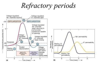 Refractory periods 