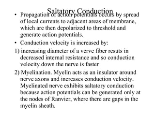 Saltatory Conduction Propagation of action potentials occurs by spread of local currents to adjacent areas of membrane, which are then depolarized to threshold and generate action potentials. Conduction velocity is increased by: 1) increasing diameter of a verve fiber resuts in decreased internal resistance and so conduction velocity down the nerve is faster 2) Myelination. Myelin acts as an insulator around nerve axons and increases conduction velocity. Myelinated nerve exhibits saltatory conduction because action potentials can be generated only at the nodes of Ranvier, where there are gaps in the myelin sheath. 