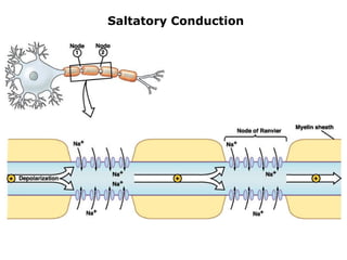 Saltatory Conduction 