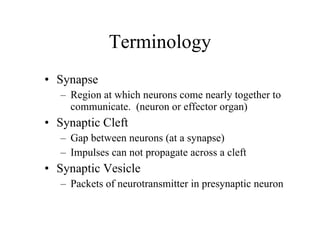Terminology Synapse Region at which neurons come nearly together to communicate.  (neuron or effector organ) Synaptic Cleft Gap between neurons (at a synapse) Impulses can not propagate across a cleft Synaptic Vesicle Packets of neurotransmitter in presynaptic neuron 