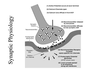 Synaptic Physiology 