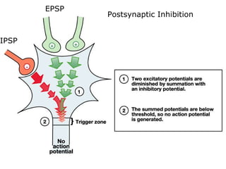 Postsynaptic Inhibition IPSP EPSP 