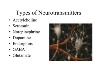 Types of Neurotransmitters Acetylcholine Serotonin Norepinephrine Dopamine Endorphins GABA  Glutamate 