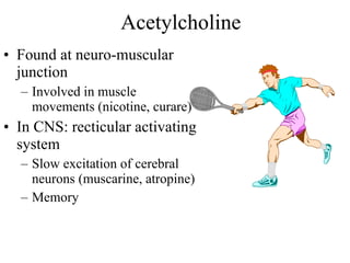 Acetylcholine Found at neuro-muscular junction Involved in muscle movements (nicotine, curare) In CNS: recticular activating system Slow excitation of cerebral neurons (muscarine, atropine) Memory 