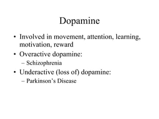 Dopamine Involved in movement, attention, learning, motivation, reward Overactive dopamine: Schizophrenia  Underactive (loss of) dopamine: Parkinson’s Disease 