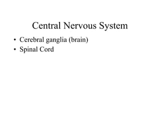 Central Nervous System Cerebral ganglia (brain) Spinal Cord 