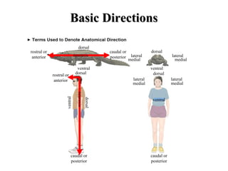 Basic Directions dorsal caudal or posterior rostral or anterior ventral dorsal neuraxis dorsal ventral lateral medial medial lateral dorsal lateral medial medial lateral ventral caudal or posterior caudal or posterior dorsal ventral rostral or anterior neuraxis 