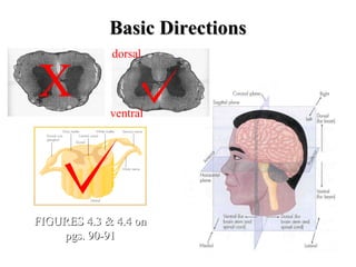 Basic Directions FIGURES 4.3 & 4.4 on pgs. 90-91 X dorsal ventral 