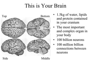This is Your Brain 1.5kg of water, lipids and protein contained in your cranium The most important and complex organ in your body 100 billion neurons 100 million billion connections between neurons Top Bottom Side Middle 