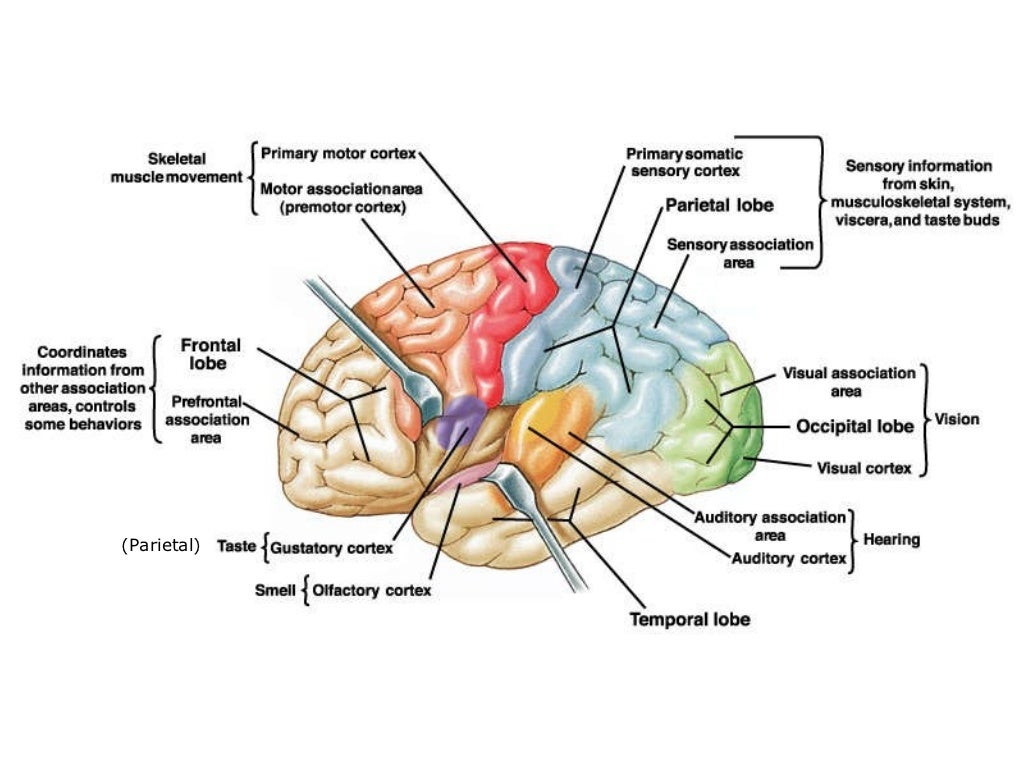 Brain Anatomy & Physiology