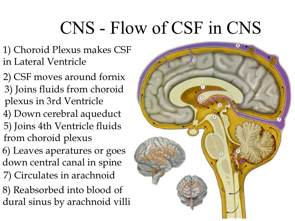 Brain Anatomy Physiology Brain Anatomy Physiology