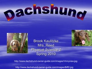Brook Kaulitzke
                   Mrs. Reed
               Physical Science 2
                  Spring 2010
http://www.dachshund-owner-guide.com/images/Vinnynew.jpg

 http://www.dachshund-owner-guide.com/images/Biff2.jpg
 