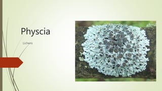 Physcia
Lichens
 