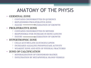 ANATOMY OF THE PHYSIS 
• GERMINAL ZONE 
 CONTAINS CHONDROCYTES IN QUISENCE 
 REPLENISHES PROLIFERATIVE ZONE 
 INJURY CESSATION OF GROWTH 
• PROLIFERATIVE ZONE 
 CONTAINS CHONDROCYTES IN MITOSIS 
 RESPONSIBLE FOR INCREASE IN BONE LENGTH 
 INJURY CESSATION OF GROWTH 
• HYPERTROPHIC ZONE 
 CELLS ACCUMULATE GLYCOGEN/LIPIDS 
 INCREASED ALKALINE PHOSPHATASE ACTIVITY 
 WEAKEST ZONE AND SITE OF PHYSEAL FRACTURES 
• ZONE OF CALCIFICATION 
 MINERALISATION OF CHONDROID MATRIX 
 INFILTRATION BY METAPHYSEAL BLOOD VESSELS 
 