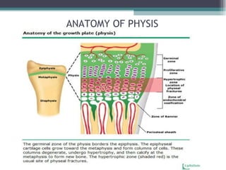 ANATOMY OF PHYSIS 
 