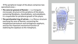 The peripheral margin of the physis comprises two
specialized areas :-
• The zone (or groove) of Ranvier :- is a triangular
microscopic structure at the periphery of the physis,
containing fibroblasts, chondroblasts, and osteoblasts.
It is responsible for peripheral growth of the physis.
• The perichondral ring of LaCroix :- is a fibrous structure
overlying the zone of Ranvier, connecting the
metaphyseal periosteum and cartilaginous epiphysis,
and has the important mechanical function of
stabilizing the epiphysis to the metaphysis.
 