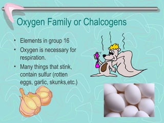 Oxygen Family or Chalcogens
• Elements in group 16
• Oxygen is necessary for
respiration.
• Many things that stink,
contain sulfur (rotten
eggs, garlic, skunks,etc.)
 