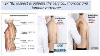 Inspect Spinal Alignment Physical-Assessment-musculoskeletal-neurologic-genitalia-2.pdf