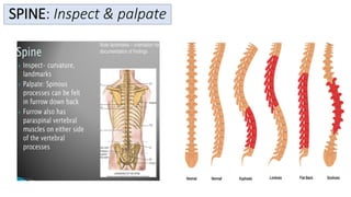 Inspect Spinal Alignment Physical-Assessment-musculoskeletal-neurologic-genitalia-2.pdf