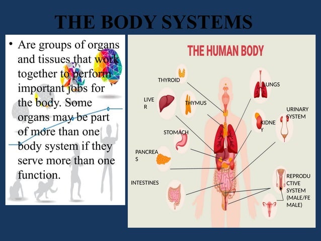 PHYSICAL-DEVELOPMENT-ACROSS-LIFE-STAGES.pptx