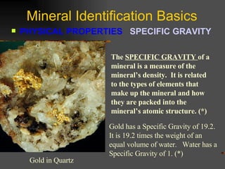 Mineral Identification Basics PHYSICAL PROPERTIES  SPECIFIC GRAVITY   The  SPECIFIC GRAVITY  of a mineral is a measure of the mineral’s density.  It is related to the types of elements that make up the mineral and how they are packed into the mineral’s atomic structure. (*) Gold in Quartz Gold has a Specific Gravity of 19.2.  It is 19.2 times the weight of an equal volume of water.  Water has a Specific Gravity of 1. (*) 