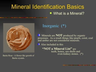 Mineral Identification Basics What is a Mineral? Minerals are  NOT  produced by organic processes.  As a result things like pearls, coral, coal and amber are not considered minerals. Also included in this “ NOT   a Mineral List”  are  teeth, bones, sea shells and  even kidney stones.  (*) Barite Rose - A flower like growth of Barite crystals. Inorganic  (*) 