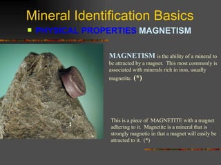 Mineral Identification Basics PHYSICAL PROPERTIES  MAGNETISM   MAGNETISM   is the ability of a mineral to be attracted by a magnet.  This most commonly is associated with minerals rich in iron, usually magnetite.  (*) This is a piece of  MAGNETITE with a magnet adhering to it.  Magnetite is a mineral that is strongly magnetic in that a magnet will easily be attracted to it.  (*) 