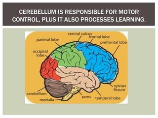 Physical activities and_preservation_of_brain_function | PPT