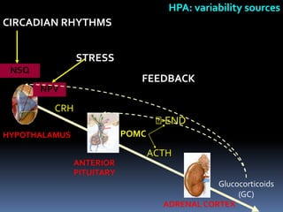 HPA: variability sources
CIRCADIAN RHYTHMS


               STRESS
 NSQ
                              FEEDBACK
       NPV

         CRH
                                   
                                   -END
HYPOTHALAMUS               POMC

                                  ACTH
               ANTERIOR
               PITUITARY
                                               Glucocorticoids
                                                    (GC)
                                    ADRENAL CORTEX
 
