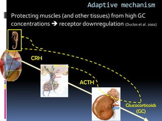Adaptive mechanism
Protecting muscles (and other tissues) from high GC
concentrations  receptor downregulation (Duclos et al. 2001)




        CRH



                            ACTH


                                                Glucocorticoids
                                                     (GC)
 
