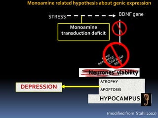 Monoamine related hypothesis about genic expression

                                            BDNF gene
         STRESS
                   Monoamine
               transduction deficit




                           Neurones’ viability
                                ATROPHY
DEPRESSION                      APOPTOSIS

                                HYPOCAMPUS

                                      (modified from Stahl 2002)
 