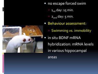  no escape forced swim
   1rst day: 15 min.
   2ond day: 5 min.

 Behaviour assessment:
   Swimming vs. immobility

 in situ BDNF mRNA
  hybridization: mRNA levels
  in various hippocampal
  areas
 