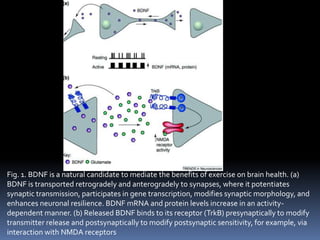 Fig. 1. BDNF is a natural candidate to mediate the benefits of exercise on brain health. (a)
BDNF is transported retrogradely and anterogradely to synapses, where it potentiates
synaptic transmission, participates in gene transcription, modifies synaptic morphology, and
enhances neuronal resilience. BDNF mRNA and protein levels increase in an activity-
dependent manner. (b) Released BDNF binds to its receptor (TrkB) presynaptically to modify
transmitter release and postsynaptically to modify postsynaptic sensitivity, for example, via
interaction with NMDA receptors
 