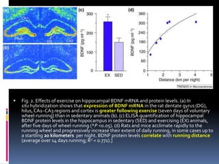    Fig. 2. Effects of exercise on hippocampal BDNF mRNA and protein levels. (a) In
    situ hybridization shows that expression of BDNF mRNA in the rat dentate gyrus (DG),
    hilus, CA1–CA3 regions and cortex is greater following exercise (seven days of voluntary
    wheel-running) than in sedentary animals (b). (c) ELISA quantification of hippocampal
    BDNF protein levels in the hippocampus in sedentary (SED) and exercising (EX) animals,
    after five days of wheel-running (*P <0.05). (d) Rats and mice acclimate rapidly to the
    running wheel and progressively increase their extent of daily running, in some cases up to
    a startling 20 kilometers per night. BDNF protein levels correlate with running distance
    (average over 14 days running; R2 = 0.771).]
 