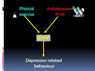 Phisical      Antidepressant
exercise          drugs




           BDNF



   Depression related
      behaviour
 