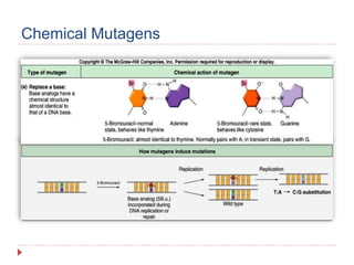 Physical and chemical mutagen copy | PPTX
